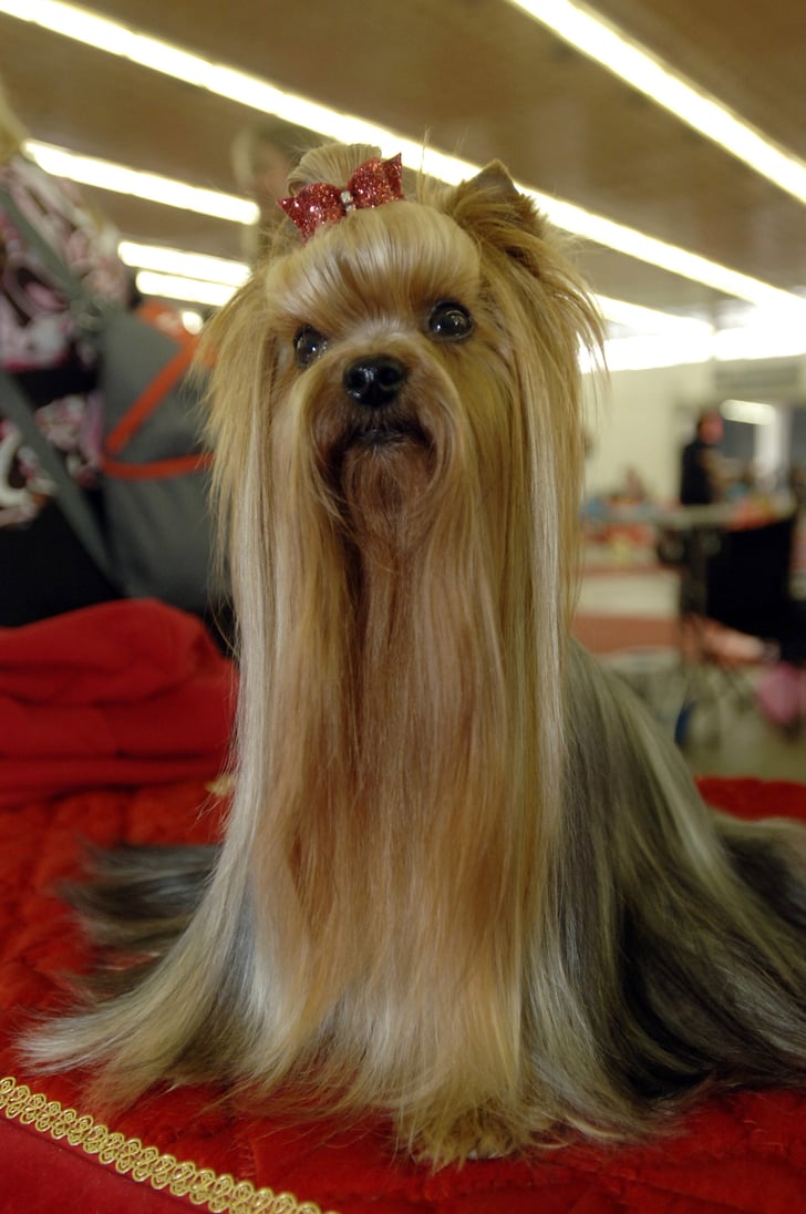 The "Are Those Extensions?" 'Do Pictures of Dog Hairstyles POPSUGAR