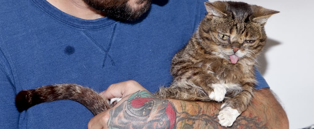 Internet Sensation Lil Bub Has Died at 8 Years Old