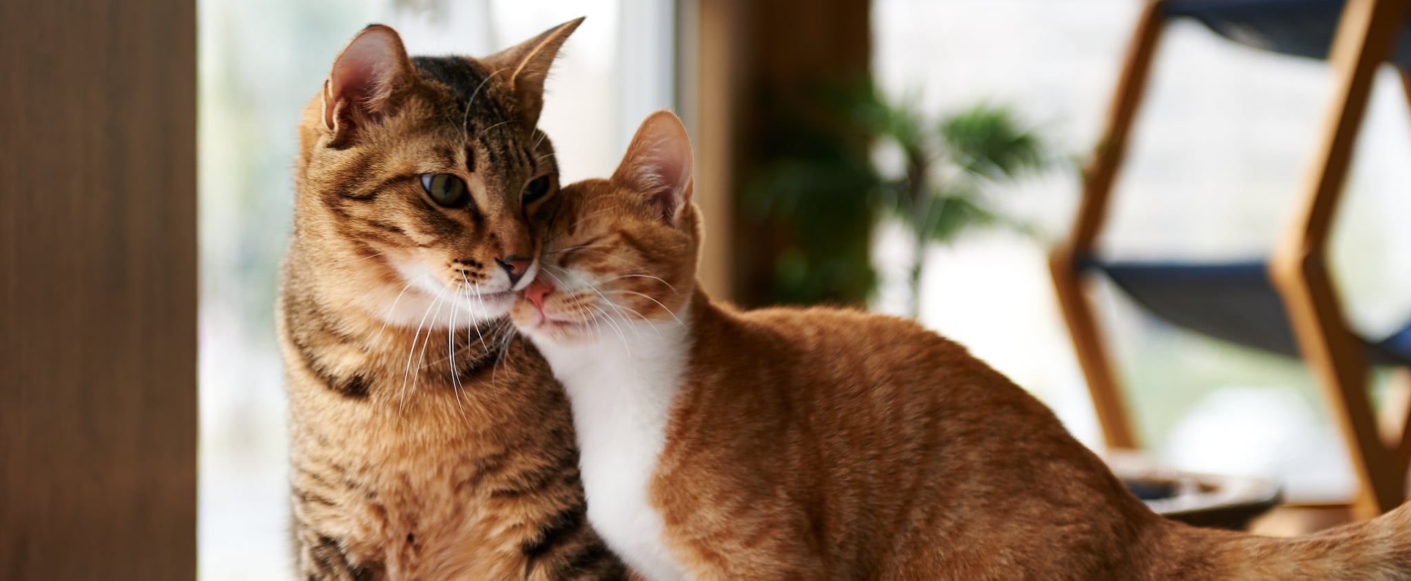 How Long Does It Take for Cats to Get Along POPSUGAR UK Pets