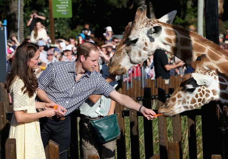 "But I Wanted to Feed the Giraffe."