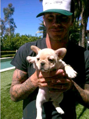 Victoria Beckham tweeted a photo of David Beckham with their French Bulldog, Scarlet, in May 2011.