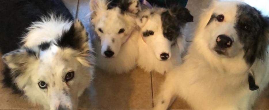 Customized Pet Slippers