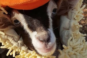 This Special-Needs Goat Only Calms Down in Her Duck Costume