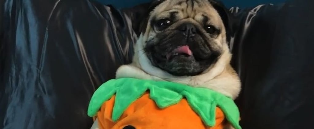 Doug the Pug Celebrating Halloween in a Pumpkin Costume