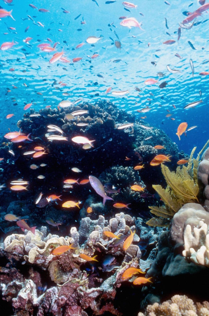 Great Barrier Reef, Australia