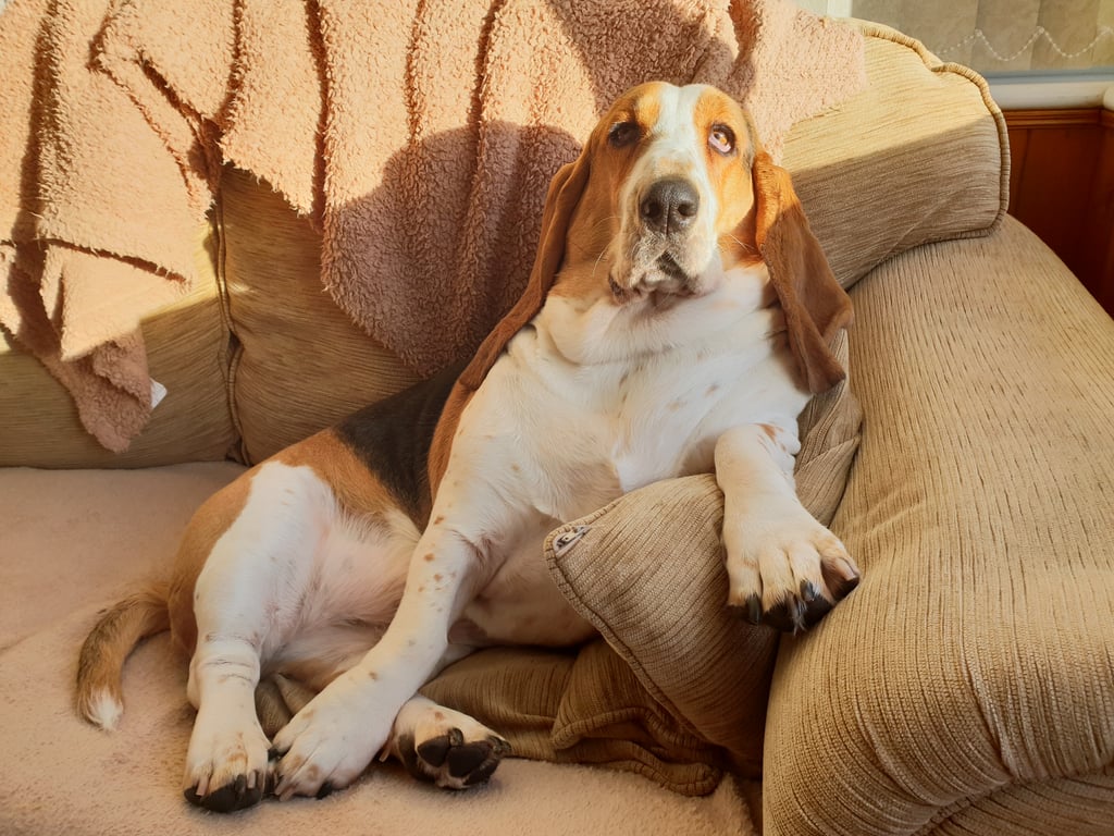 Cute Pictures of Basset Hounds