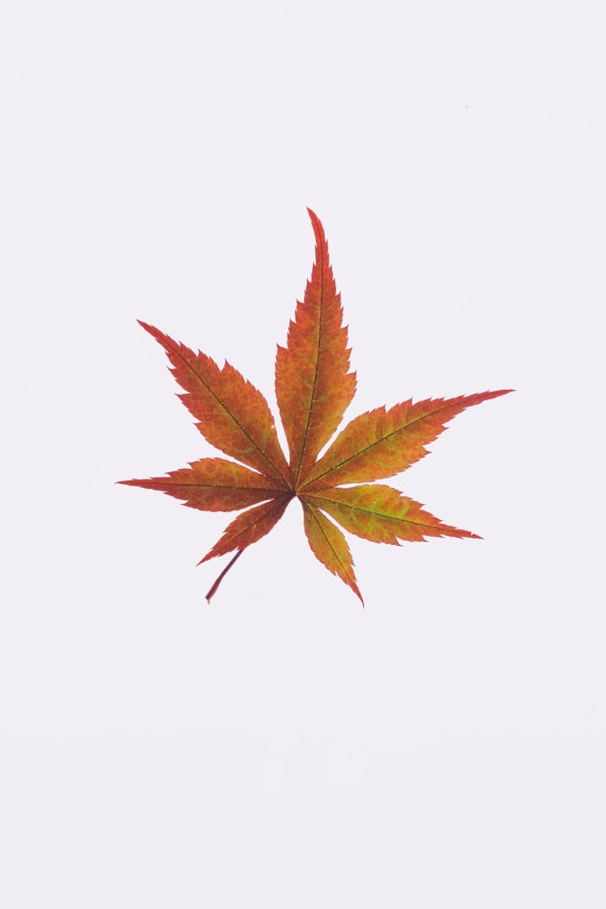 Maple Leaf iPhone Wallpaper
