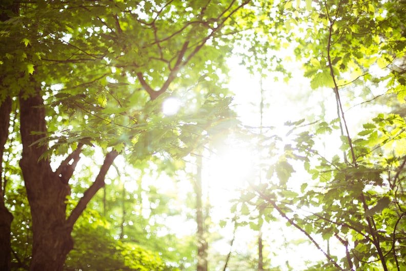 Read a book in a forest.