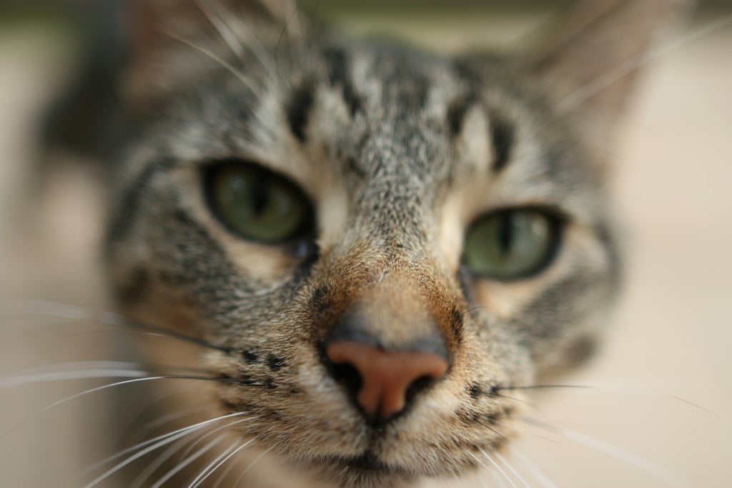 "That is waaay too close, buddy."
Source: Flickr user bendus