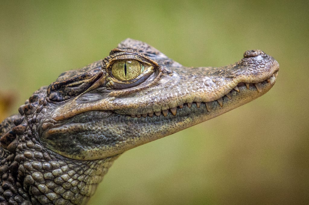 Crocodiles are biologically immortal.