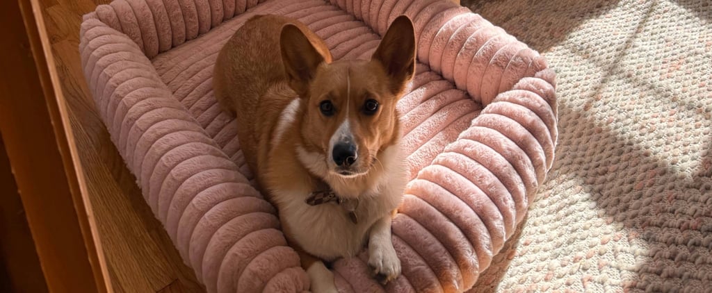 Bedsure Corduroy Fleece Pet Bed Review With Photos