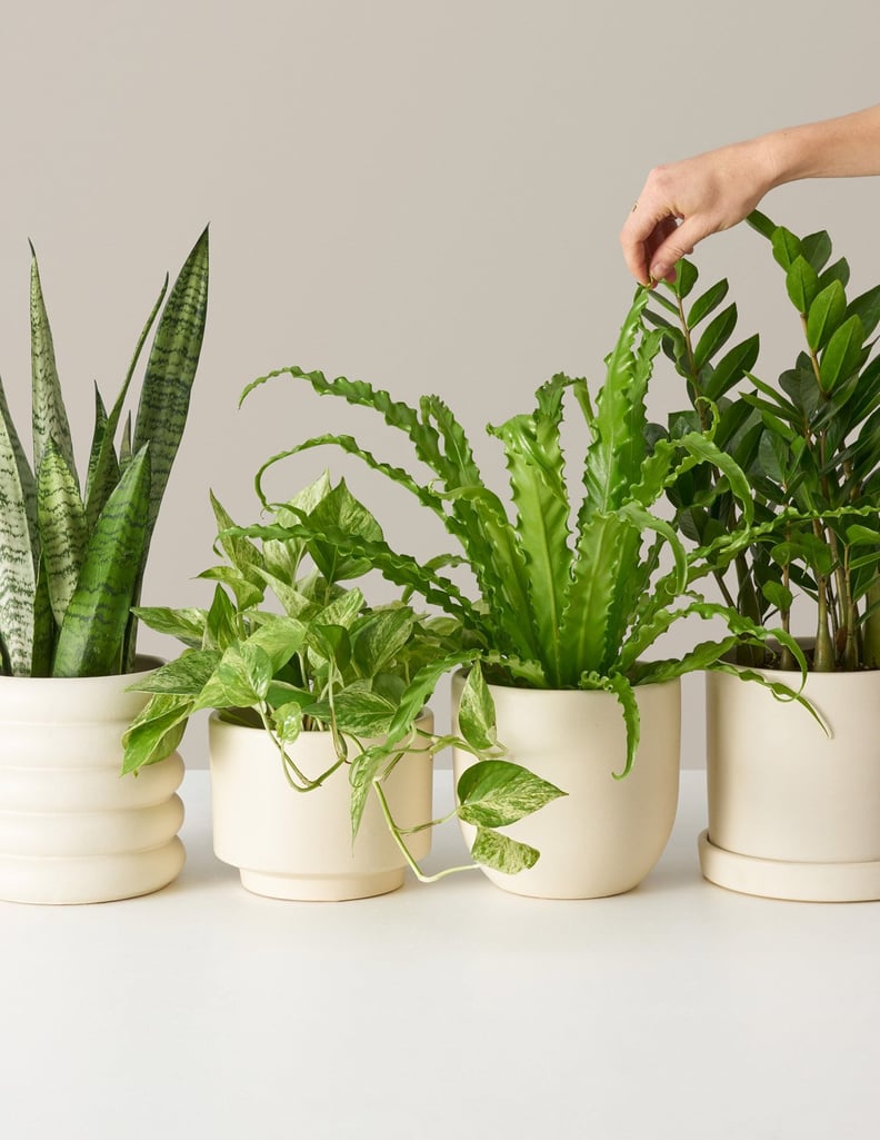 The Sill Medium Plants for Beginners: Monthly Subscription