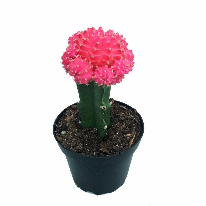 Pink Barefoot Moon Cactus