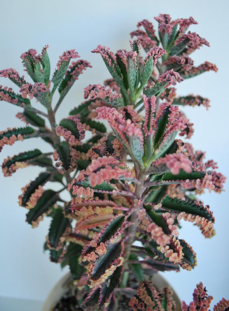 Kalanchoe Mother of Thousands