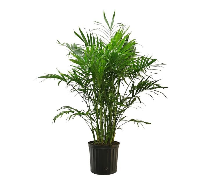 Fresh Cat Palm Plant