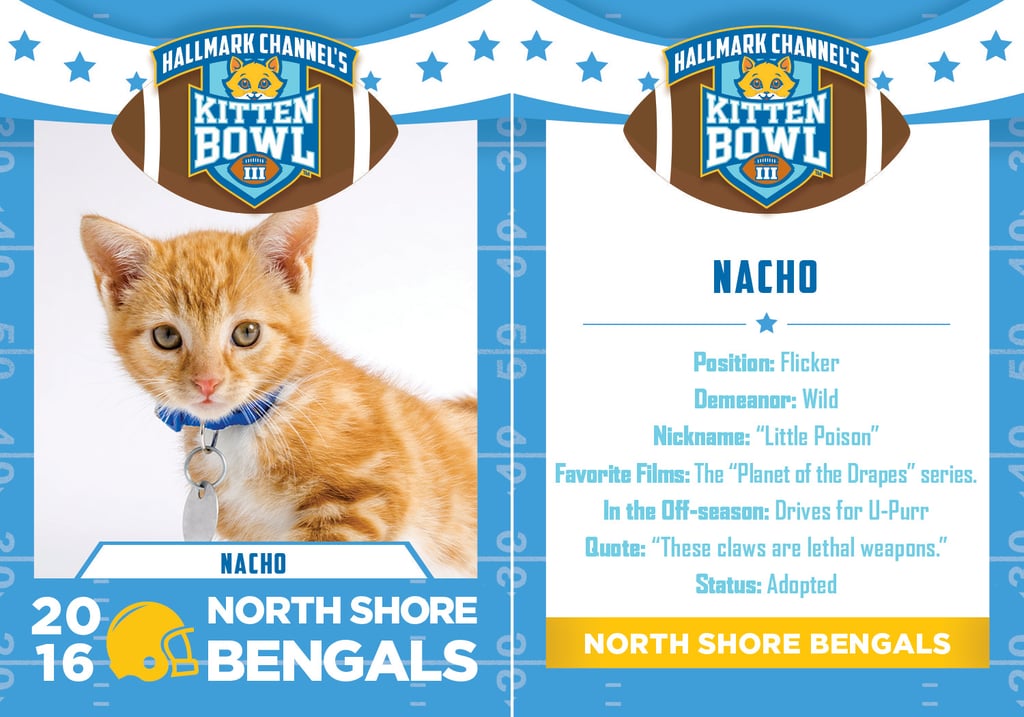 Kitten Bowl 2016