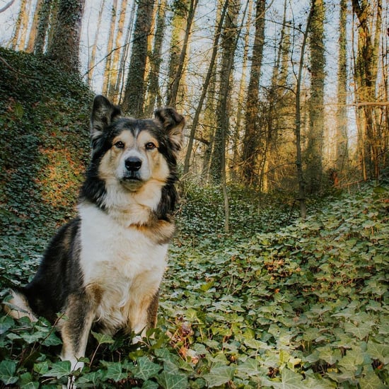 Heartbreaking Post About How Quickly Dogs Age