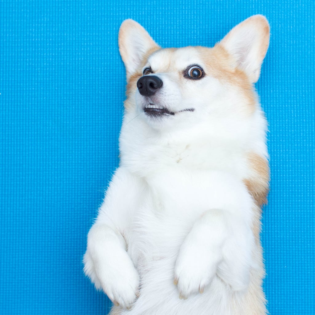 Pictures of Dogs Making Funny Faces