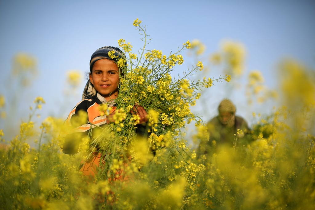 A young girl collected wild mustard flowers, which bloom across the Gaza Strip.