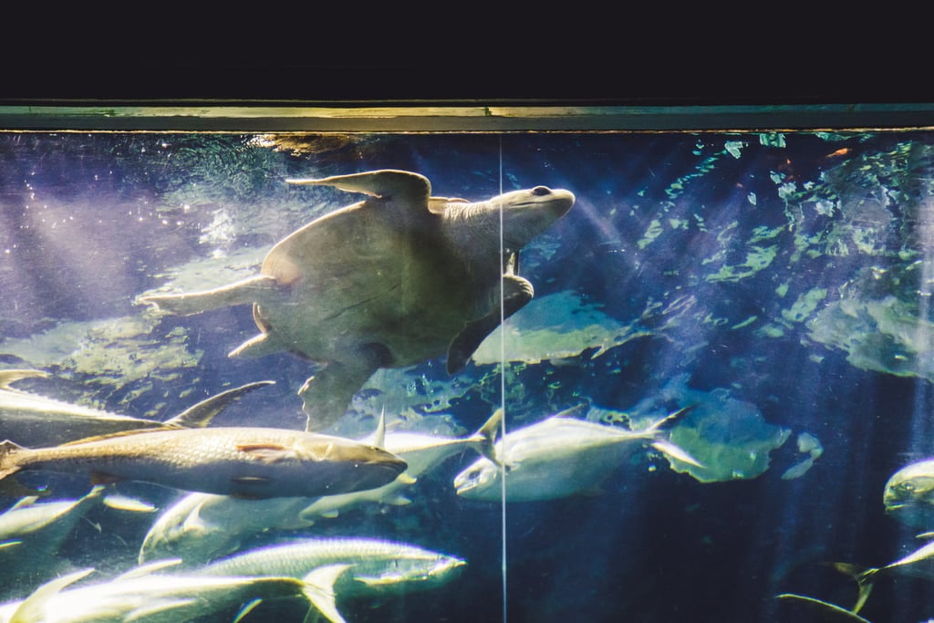Aquarium Wedding Ideas
