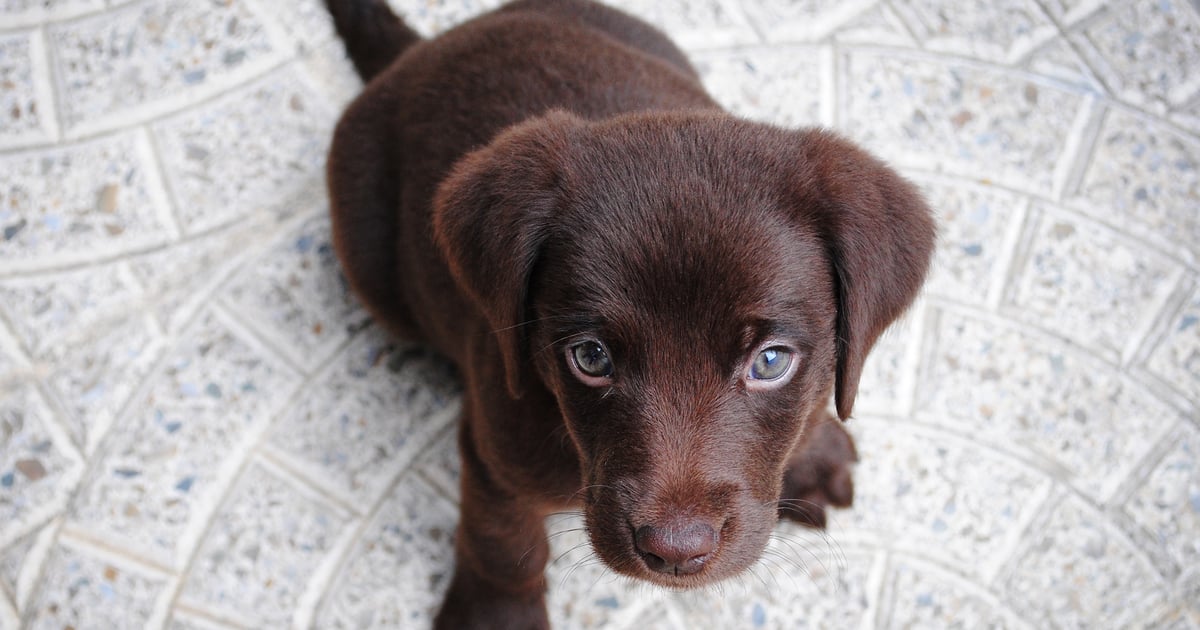 Best Male Dog Names 2019 Popsugar Pets