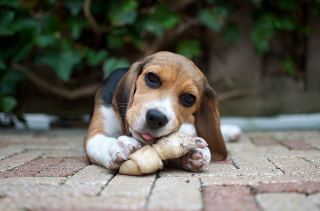 Cutest Pictures of Beagles