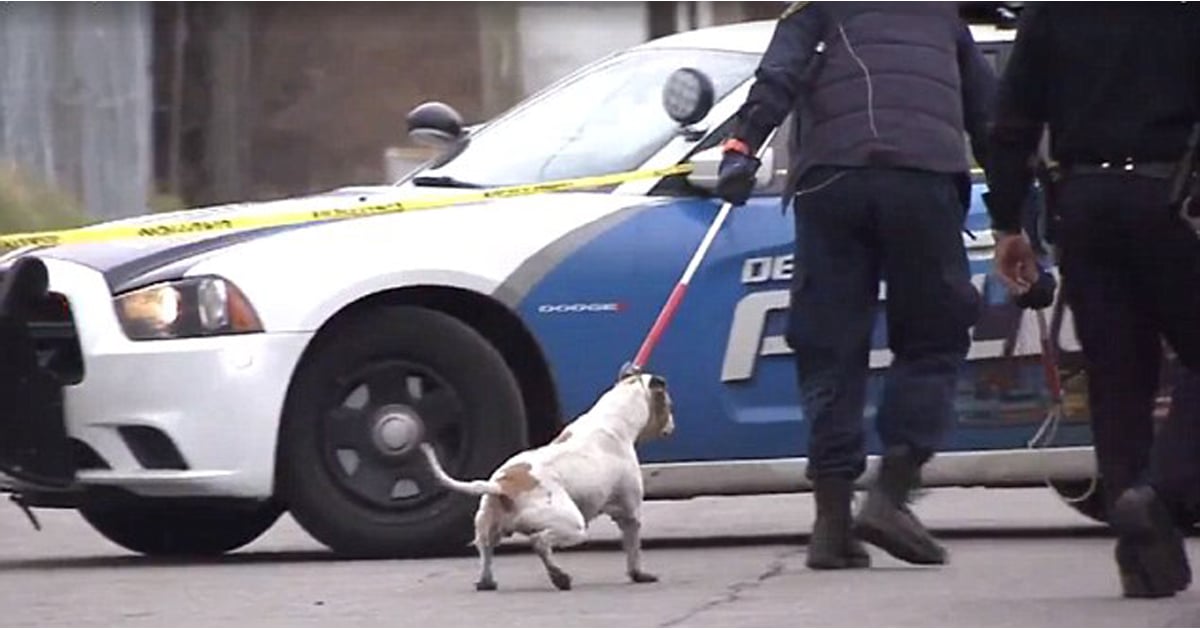 Child Killed By 4 Pit Bulls During Walk To School With Mom