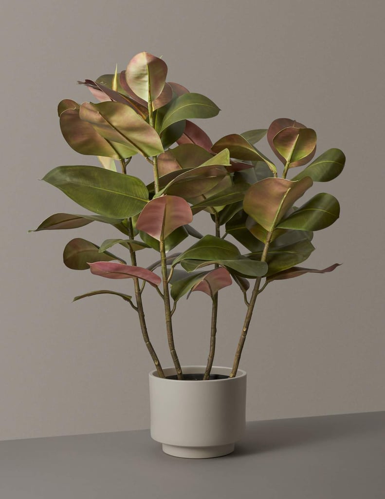 The Sill Faux Rubber Tree