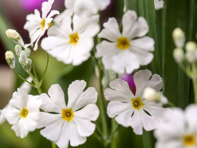 February: Primrose and Violet