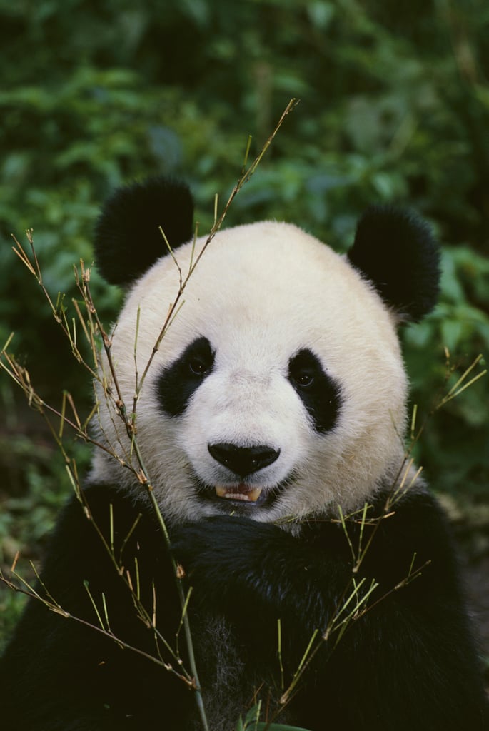 This giant panda who would like to look at the dessert menu.