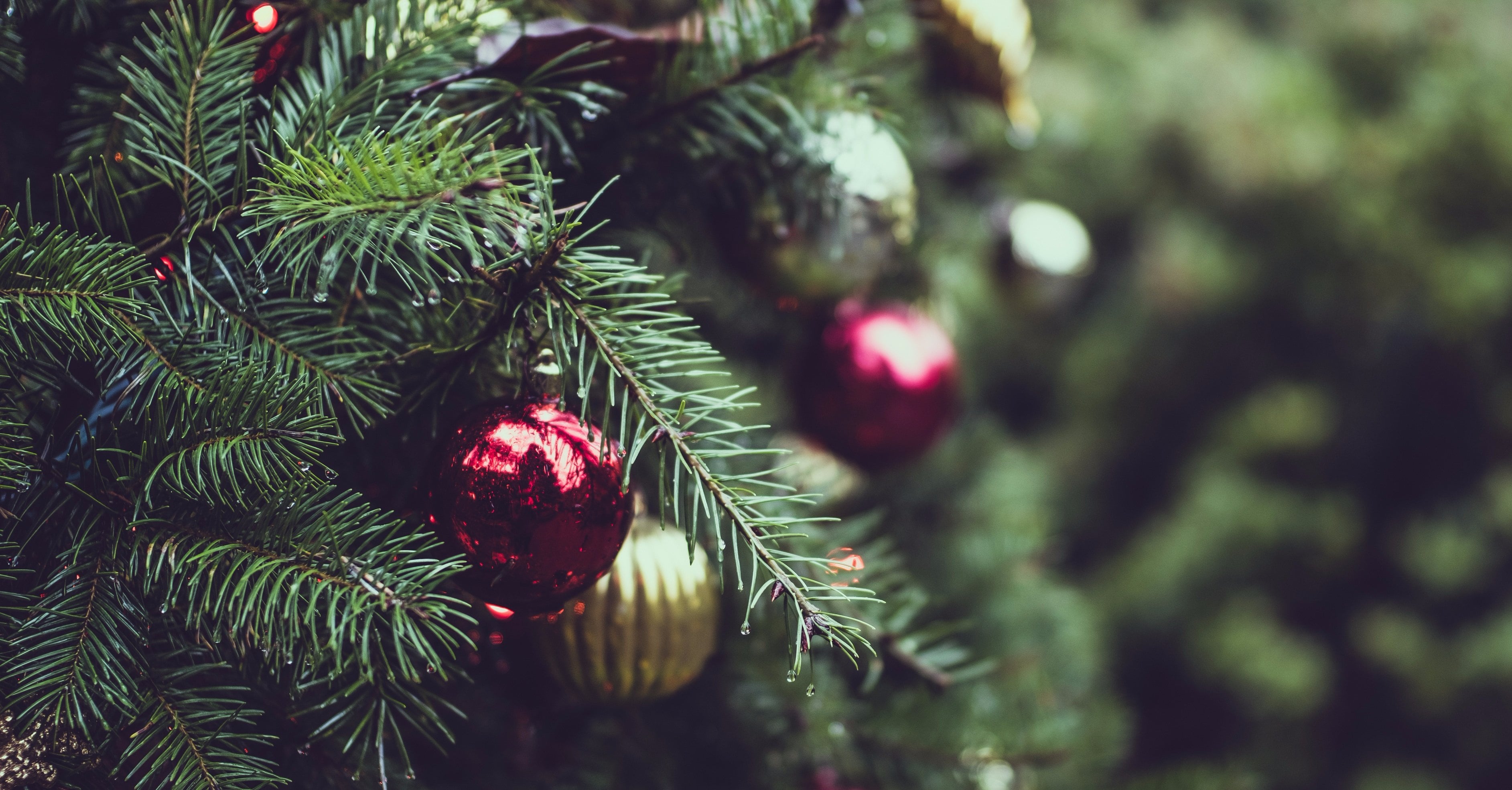 How Often Should I Water My Christmas Tree? POPSUGAR Family