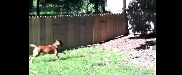 Dog Jumping Over Fence | Video