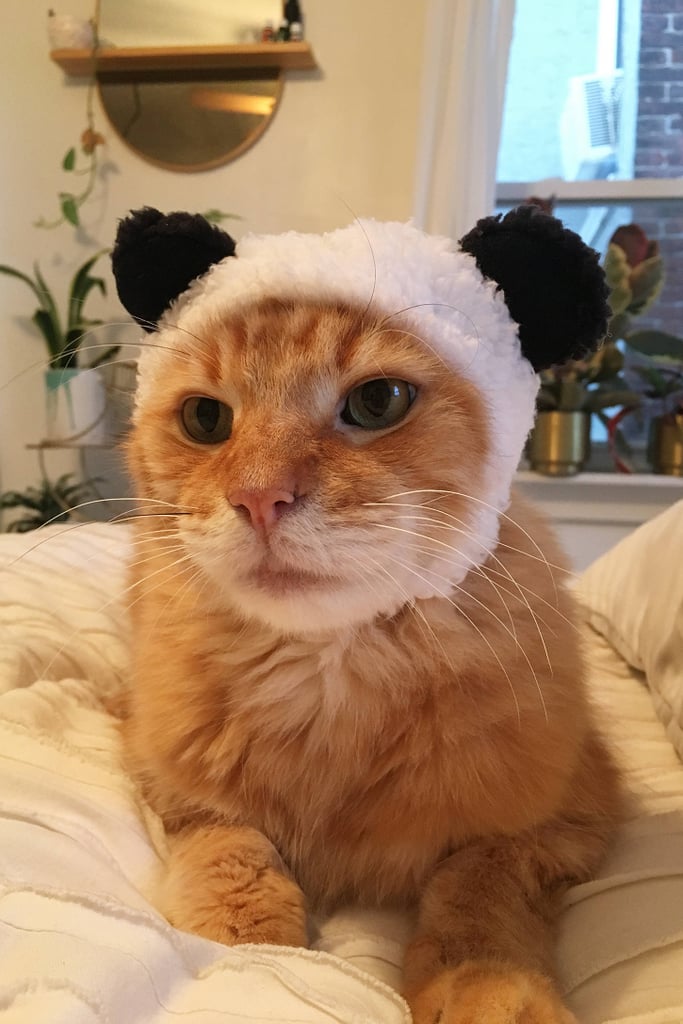Bear Cat Cap