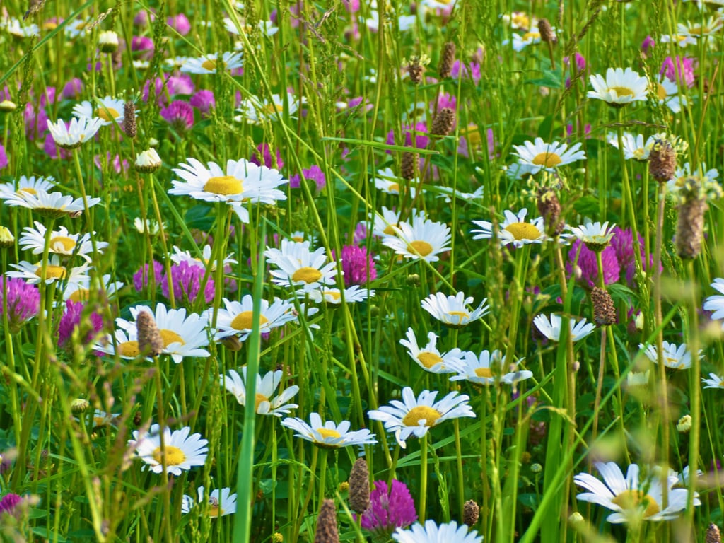 Flower Meadows, Provence, France