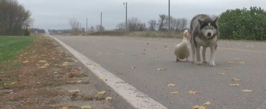 Best Friends Max the Dog, Quackers the Duck in Minnesota