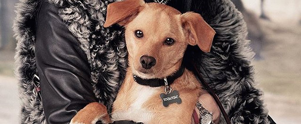 Coach Pups Campaign Ads