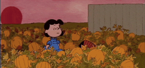 Acres of pumpkin patches.