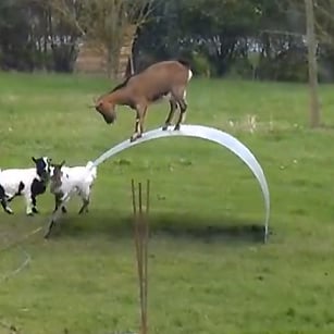 Goats Balancing | Video