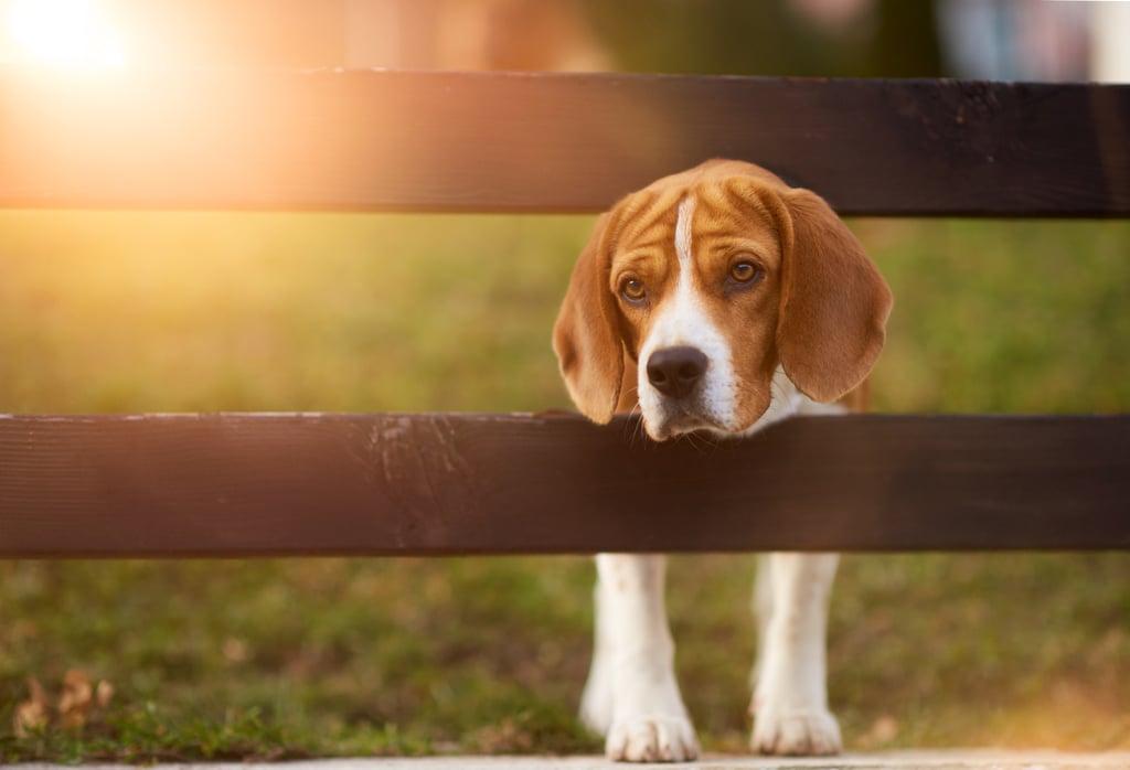 Cutest Pictures of Beagles