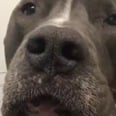 If You Need Me, I'll Be Watching This Dog Makeup Vlogger Slay the Beauty Game