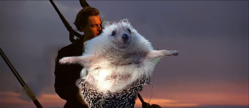 Biddy the Hedgehog Photoshop Pictures