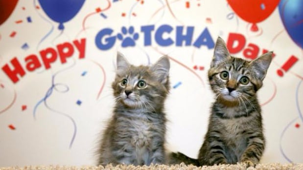 Gotcha Day For Adopted Pets PS Pets
