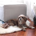 How to Organize For Living With Multiple Pets