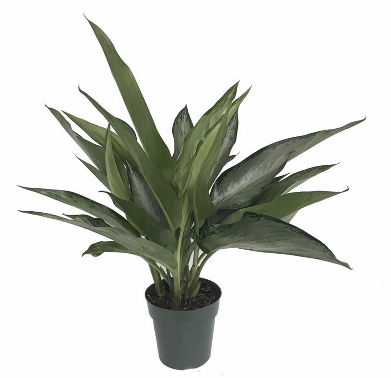 Chinese Evergreen