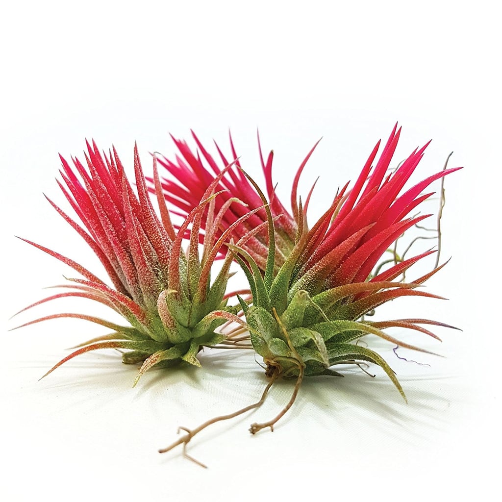 The Drunken Gnome Air Plant