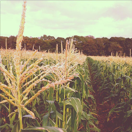 Corn Fields