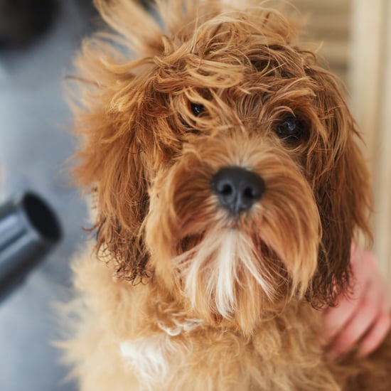 How to Fix Matted Dog Hair
