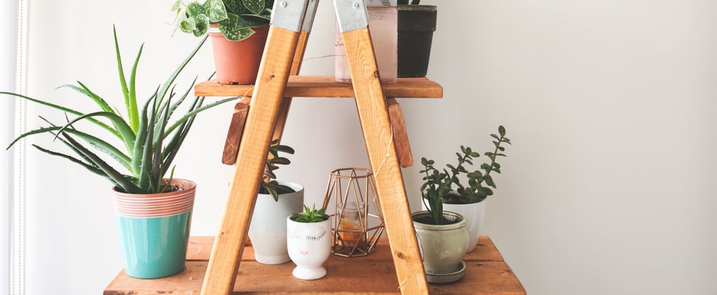 How to Keep Plants Alive
