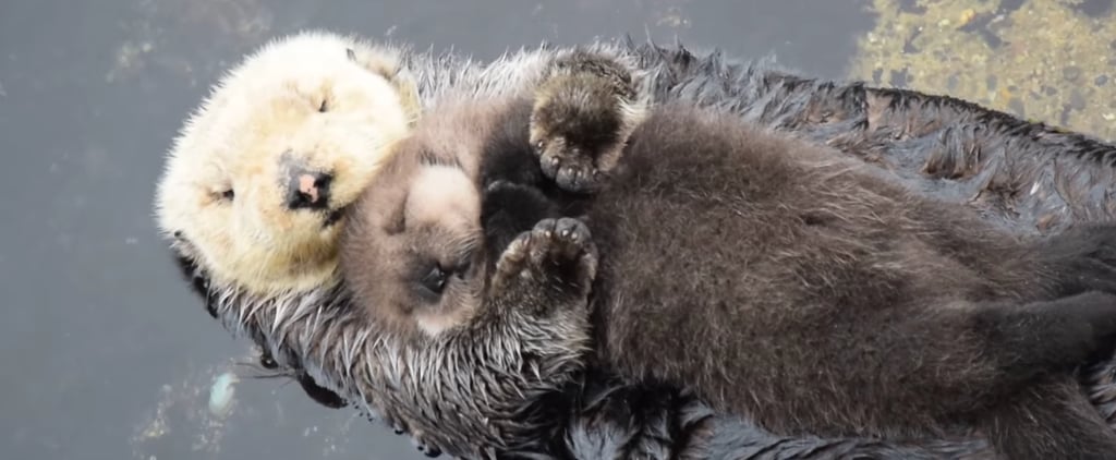 Mom Holding Baby Otter | Video