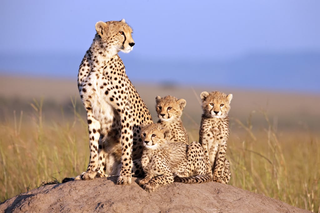 "African Cats"